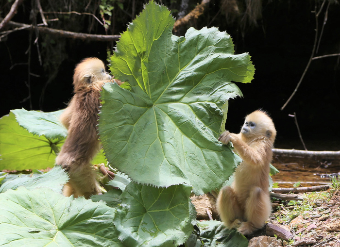 图片默认标题_fororder_08幼年的金丝猴对事物非常好奇，也非常调皮，他们爱吃的“零食”是森林里的绿叶.JPG