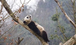 쓰촨 두쟝옌(都江堰): 팬더의 낙원
