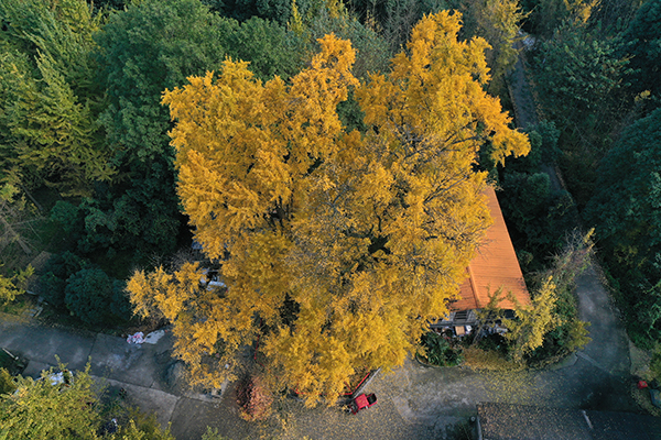 쓰촨 두쟝얜 은행나무 “텐푸 10대 은행나무 고목”에 입선