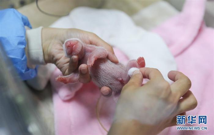 올해 세계 첫 자웅쌍둥이 팬더 탄생