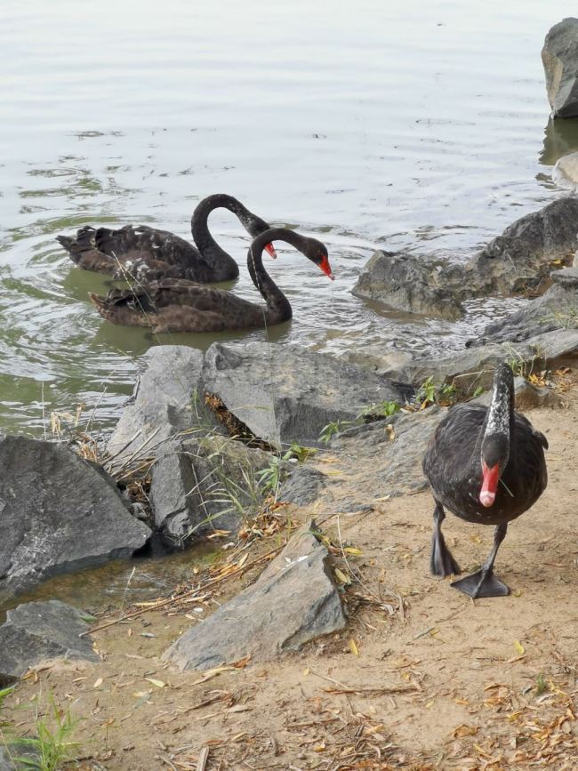 Чорныя лебедзі ў парку Іхэюань