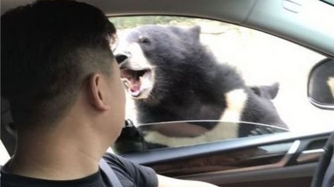 A man was attacked as he tried to feed a bear at Badaling Wildlife World. [Photo: Weibo]