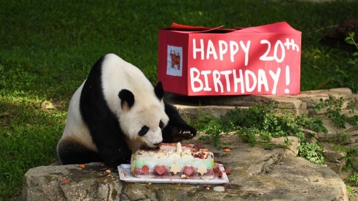 Giant panda Tian Tian celebrates 20th birthday in U.S. - China Plus