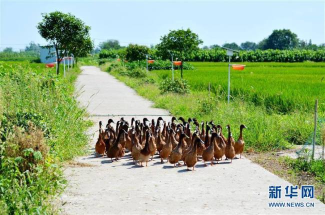 稻田里的鸭“管家” Ducks are hard at work in paddy fields 