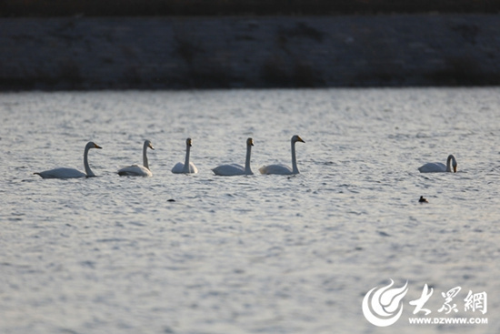 A growing number of migrating birds stop over on the Chaobai River in spring in recent years in the eastern city of Rizhao in Shandong province. [Photo:dzwww.com]