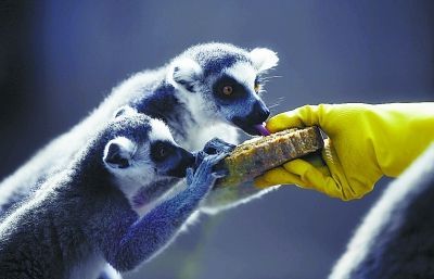 Two ring-tailed lemurs lick a moon cake being held by a feeder at Beijing Zoo on October 4, 2017. [Photo: Beijing Evening News]