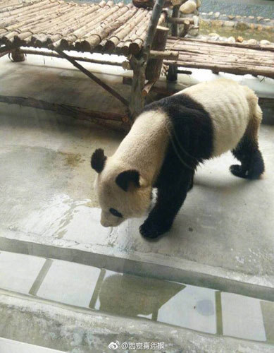 The skinny panda in Xi'an Qinling Wildlife Zoo. [File photo: Weibo]