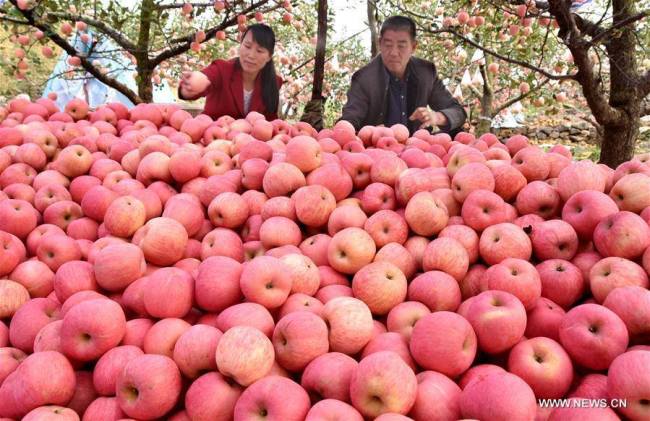 苹果丰收果农忙 20,000 hectares of apple orchards are primed for harvest