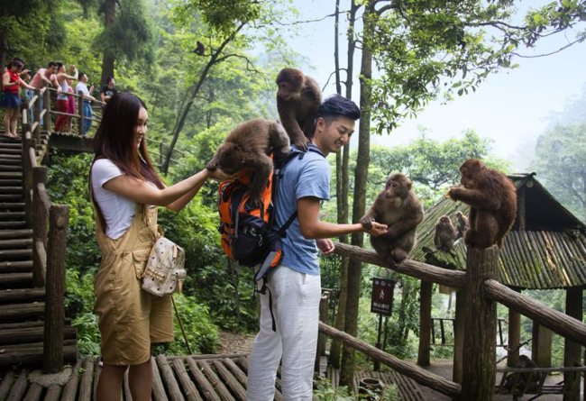Tourists visit the monkey area on Mount Emei. [Photo by Mount Emei scenic spot] 
