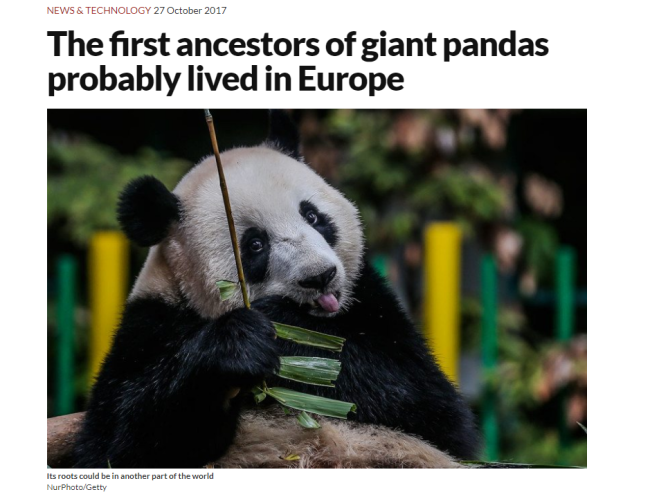 A screenshot of an article about new panda fossils found in Hungary in New Scientist magazine. [Photo: newscientist.com]