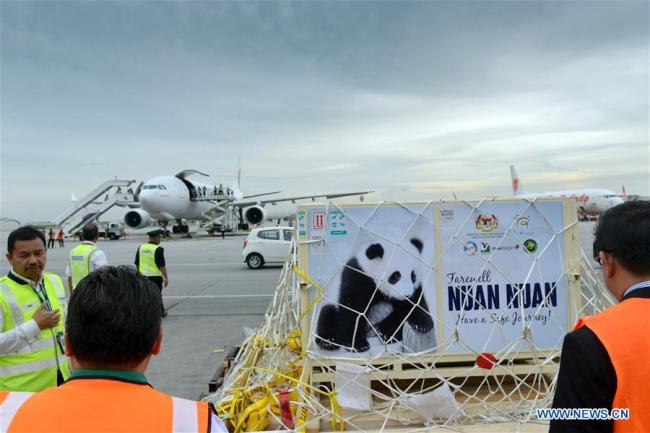 Giant panda Nuan Nuan prepares to take a flight at the Kuala Lumpur International Airport, in Malaysia on November 14, 2017. [Photo: Xinhua]