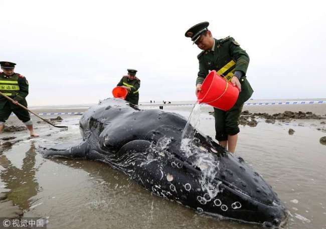 Local police officers pour water on a stranded humpback whale to keep it wet on Qidong Beach in Jiangsu Province on November 13, 2017.[Photo: VCG]