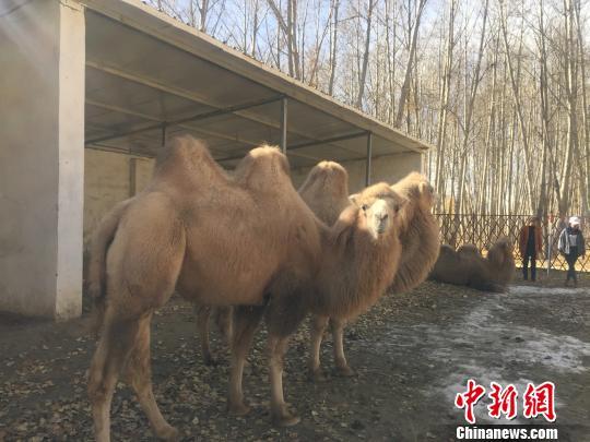 Camels at Qushui Animal Reserve in Lhasa, Tibet Autonomous Region, on Thursday, November 16, 2017 [Photo: Chinanews.com]