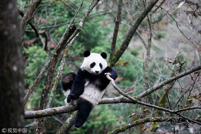 Photo taken on November 17, 2017 shows panda Yingxue in Wolong National Nature Reserve. [Photo: VCG]