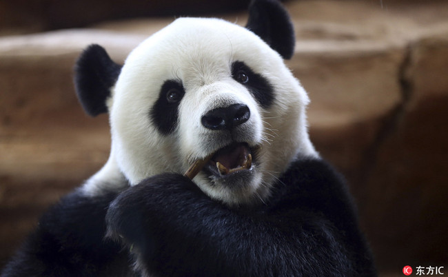 A giant male panda from China named Cai Tao eat eats a stick at Taman Safari Indonesia zoo in Bogor, West Java, Wednesday, Nov 1, 2017. [Photo: IC]