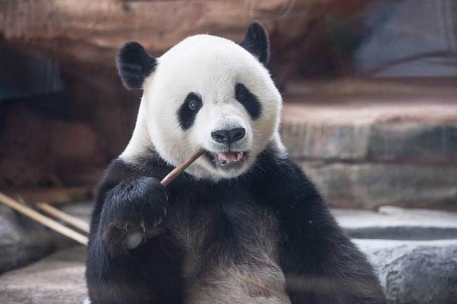 The male giant panda Cai Tao enjoys his meal at Indonesia Panda Castle, on Nov 2, 2017 [Photo/Xinhua]