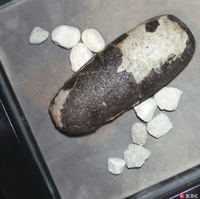 File photo of a fossilized dinosaur egg. [Photo: IC]