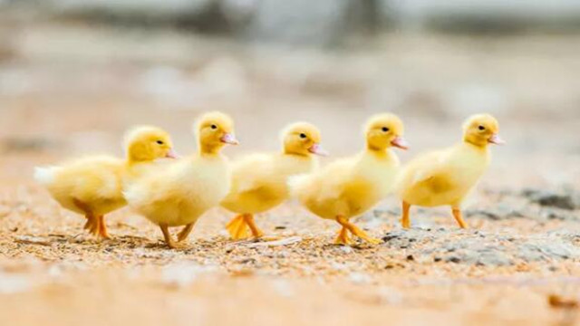 用中文说: "Get one's ducks in a row"