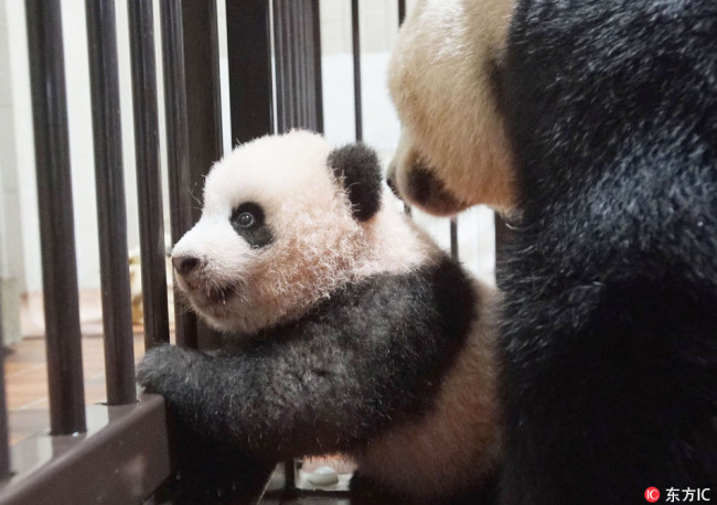 Japanese-born panda cub Xiangxiang at Ueno Zoo in Tokyo, Japan [Photo: IC]