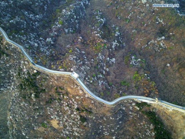 Aerial photo taken on April 10, 2017 by a drone shows the spring scenery of the Mutianyu section of the Great Wall in Huairou, a mountainous district in the north of Beijing, capital of China. [File Photo: Xinhua]