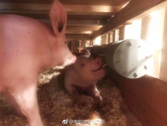 Two French breeding pigs are in the cargo tank of the China Southern Airlines flight on December 6, 2017. [Photo: Weibo.com]