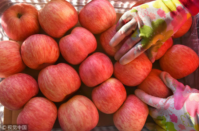 Data shows China had 2 million hectares of apple trees with an output of 43.88 million tons in 2016, accounting for 57 percent of global supply. [File Photo: VCG]