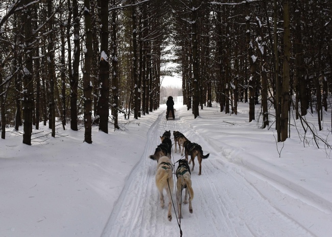 People go through the Lanoraie forest on dogsleds December 28, 2017 in Lanoraie, Quebec. A bitter Arctic chill settled across Canada Thursday, forcing people indoors, stranding motorists with dead car batteries and complicating firefighting duties. [Photo: VCG]