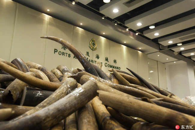 7,200 kilograms of seized ivory were displayed at a customs compound in Hong Kong, July 6, 2017. [Photo: www.dfic.cn]