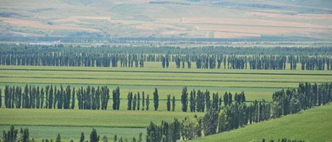 The wind proof woodland Xinjiang Production and Construction Corporation planted in Xinjiang [Photo: baidu.com]