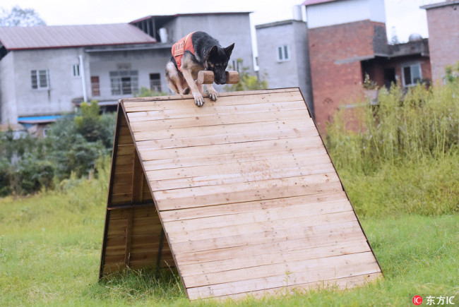 Rescue dog Missile is trained at the base in Chengdu on October 14, 2017. [Photo: IC]