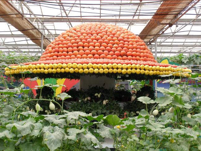 Pumpkins are shown at the annual vegetable exhibition held in Shouguang, Shandong Province.