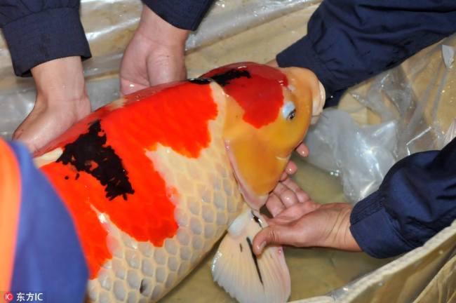 深圳海关截获日本名贵锦鲤 Smuggled Japanese koi fish seized in Shenzhen 