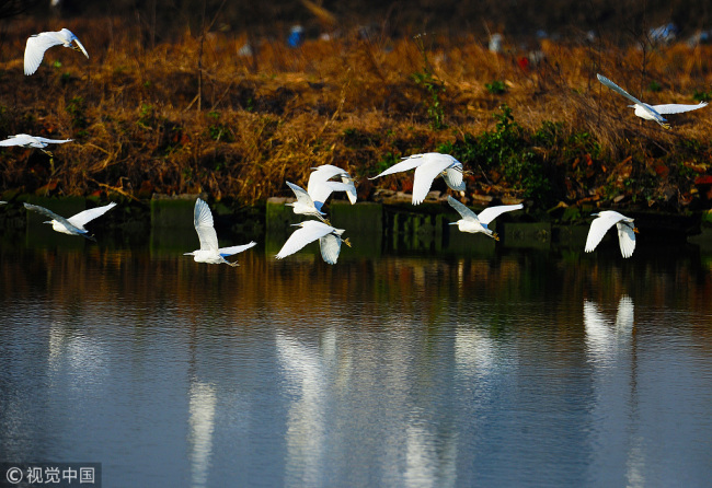Migratory birds are seen in a lake in Taicang, Jiangsu Province, Jan. 11. [Photo: VCG]