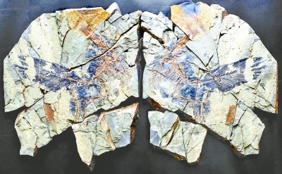 A photo of the fossil of the Cai Hong Ju Ji unearthed in Hebei Province [Photo: gmw.cn/Hu Dongyu]