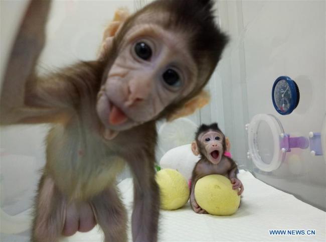 File photo provided by the Chinese Academy of Sciences shows two cloned macaques named Zhong Zhong and Hua Hua at the non-human-primate research facility under the Chinese Academy of Sciences. [Photo: Xinhua]
