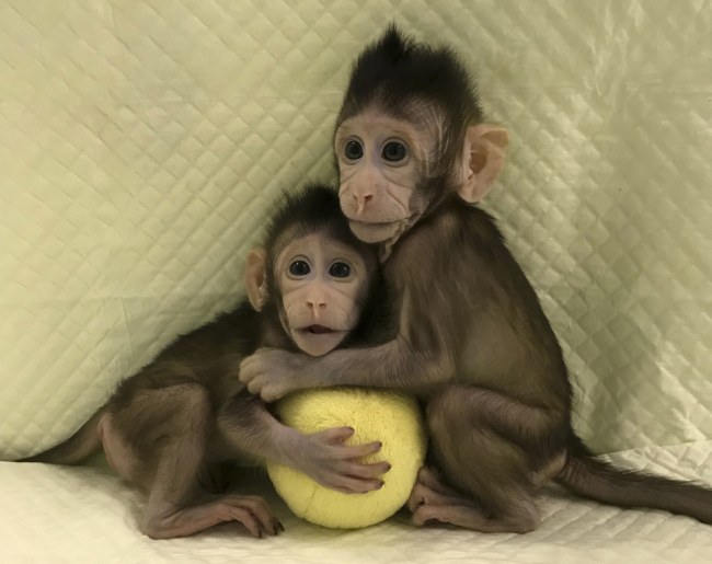 In this photo provided by the Chinese Academy of Sciences, cloned monkeys Zhong Zhong and Hua Hua sit together with a fabric toy. For the first time, researchers have used the cloning method that produced Dolly the sheep to create two healthy monkeys, potentially bringing scientists closer to being able to do that with humans. [Photo: AP]