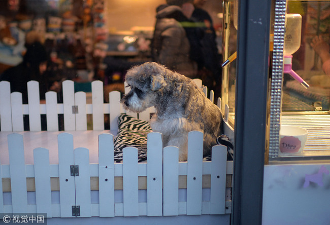 The photo taken on December 24, 2017 shows a pet shop in Shijiazhuang, Hebei Province. [Photo: VCG]