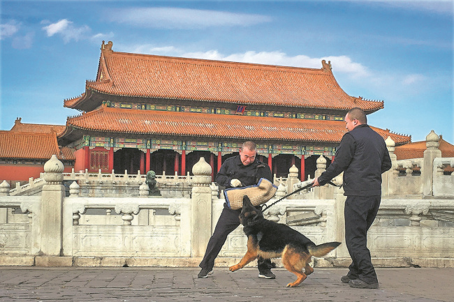 Chang Fumao (left) and Zhang Yu, members of the Palace Museum's canine patrol squad, train a guard dog at the museum in Beijing on a recent Monday, when it was closed to public visitors. [Photo: China Daily]