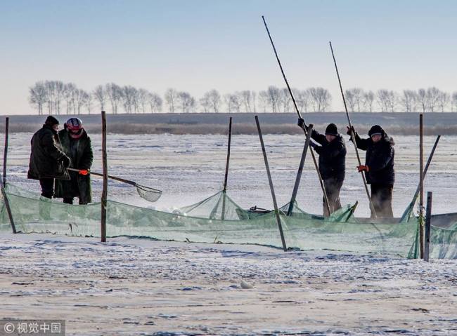 黑龙江大庆冬捕拉开帷幕 The fishing season of Yaolin Lake is underway