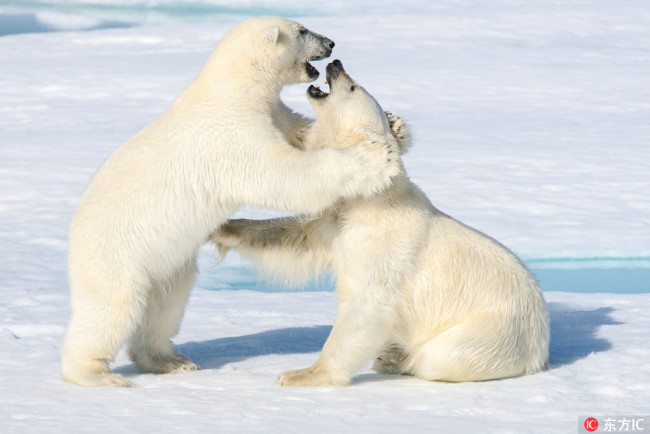 Two polar bears cubs play at the Spitsbergen archipelago, Norway. [Photo: IC] 