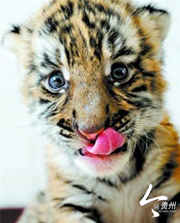South China tiger cub [Photo: Guizhou Today]