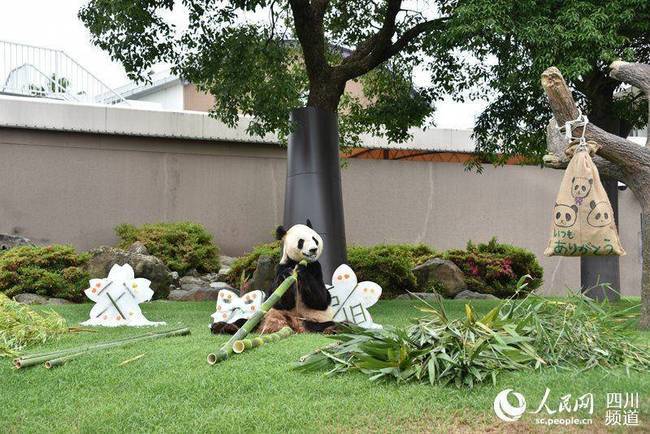 China's giant panda Yongming is awarded Japan animal grand prize by Japan Society for the Prevention of Cruelty to Animals (JSPCA). [Photo provided to People’s Daily]