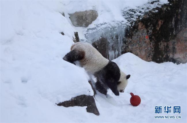 Chinese giant panda Jinbaobao plays in snow at the Ahtari Zoo, Finland, on March 2, 2018. [Photo: Xinhua]