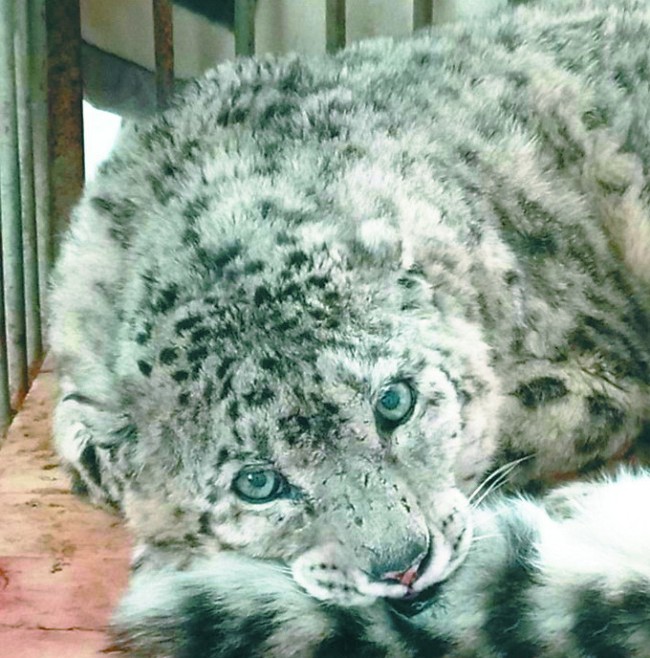 An injured female snow leopard recovering at the Beijing Zoo following a 2nd surgery, February 16, 2018. [File Photo: Beijing Evening News]