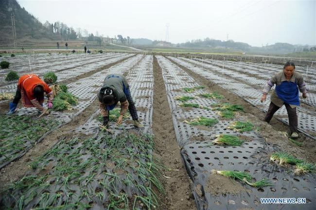 中国农民农事忙 Farmers busy with farm work across China
