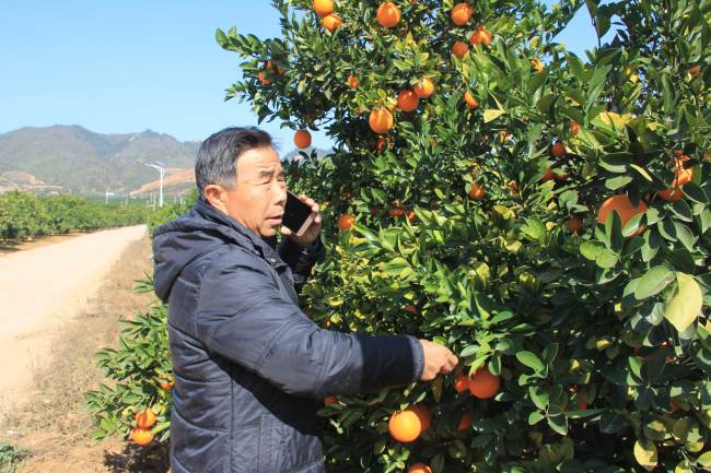 Ruijin-based farmer Deng Daqing examines the navels oranges on the branches on December 20, 2017. [Photo: China Plus/ Li Shiyu]