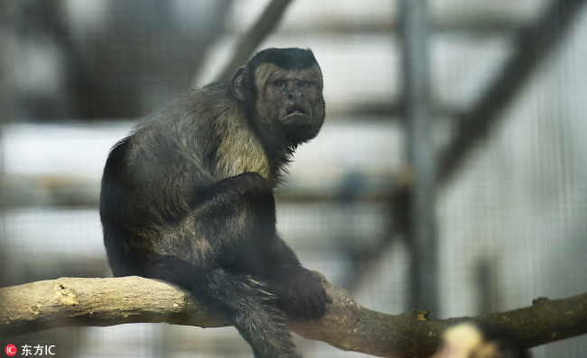 这只长着人脸的猴子火了 Squared-faced monkey goes viral for its human-like features 