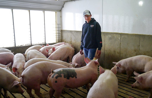Farmer Jeff Rehder looks over some of his pigs, in Hawarden, Iowa on March 26, 2018. [Photo: AP]