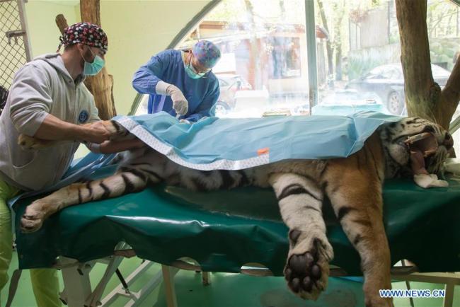 The 13-year-old Siberian tiger Igor's hip joint is treated with a stem-cell procedure [File Photo: Xinhua]