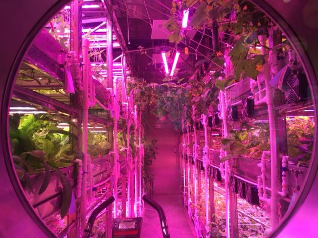 A look inside a cabin of Lunar Palace 1 that grows plants. [Photo: China Plus]
